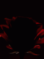 کالکشن امبر رز شیگلم Ember Rose Sheglam - Image 3